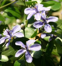 national tree of Jamaica Lignum Vitae